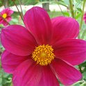 Dahlia x 'Ingrid' fleur